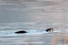 Wildlife - Otter 1