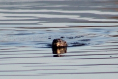 Wildlife - Otter 2