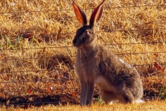 Wildlife - Scrub Hare