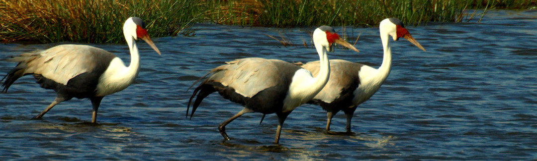 Karkloof Conservation Wattle Cranes