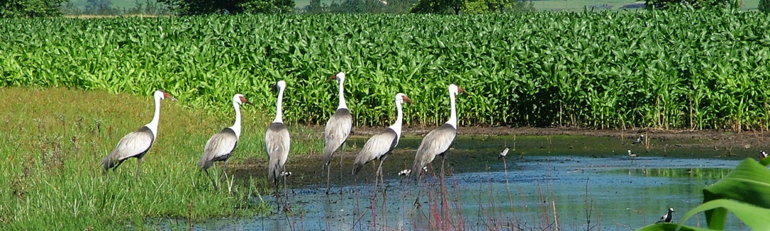 Karkloof Conservation Wattled Crane